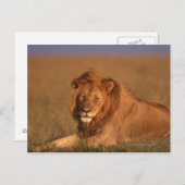 Lion Briefkaart (Voorkant / Achterkant)