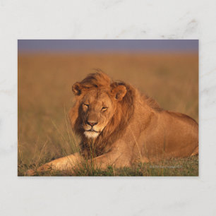 Lion Briefkaart