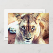 Lion Briefkaart (Voorkant / Achterkant)