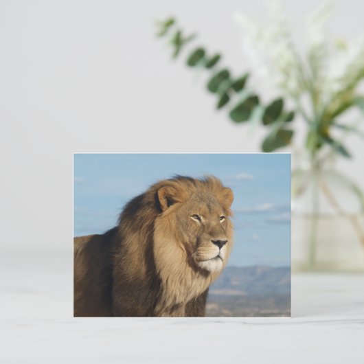 Lion Briefkaart (Staand voorkant)