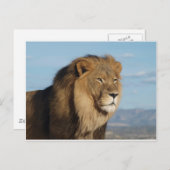 Lion Briefkaart (Voorkant / Achterkant)