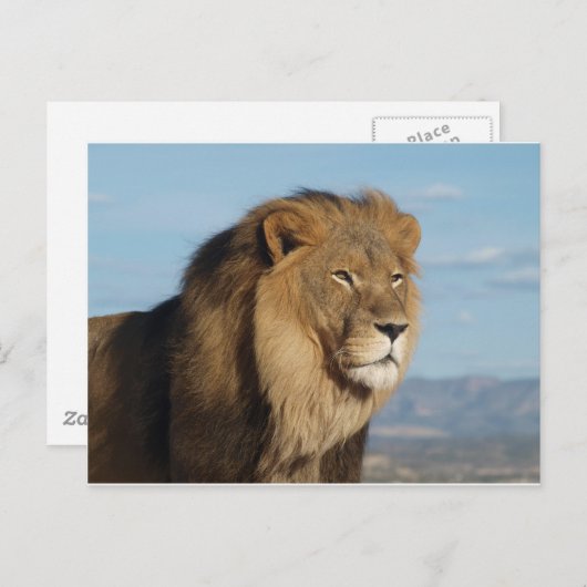 Lion Briefkaart (Voorkant / Achterkant)