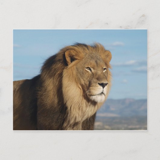 Lion Briefkaart (Voorkant)