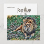 Lion Briefkaart (Voorkant / Achterkant)