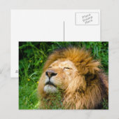 Lion Briefkaart (Voorkant / Achterkant)
