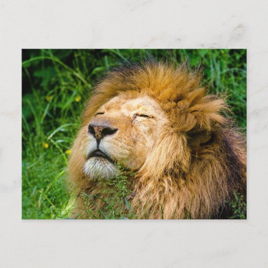 Lion Briefkaart (Voorkant)