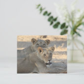 Lion Briefkaart (Staand voorkant)