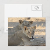 Lion Briefkaart (Voorkant / Achterkant)