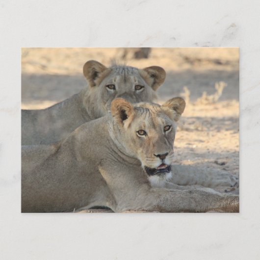 Lion Briefkaart (Voorkant)