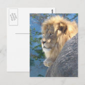 Lion Briefkaart (Voorkant / Achterkant)