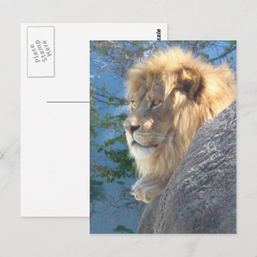 Lion Briefkaart (Voorkant / Achterkant)