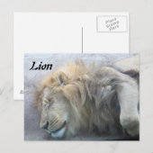 Lion Briefkaart (Voorkant / Achterkant)