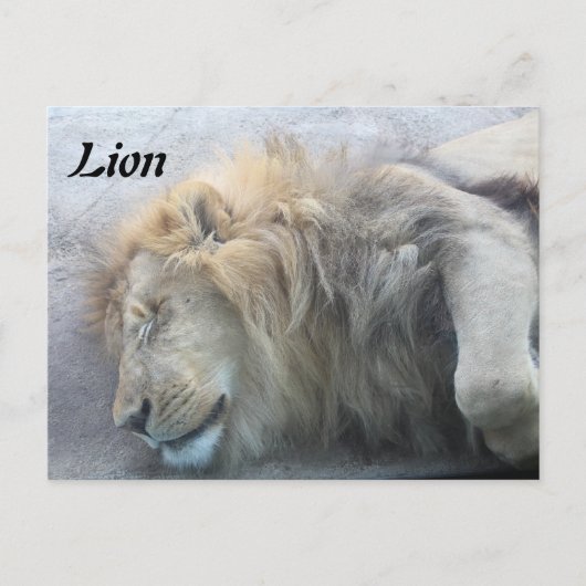 Lion Briefkaart (Voorkant)
