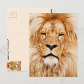 Lion Briefkaart (Voorkant / Achterkant)