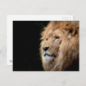 Lion Briefkaart (Voorkant / Achterkant)