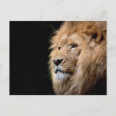 Lion Briefkaart (Voorkant)