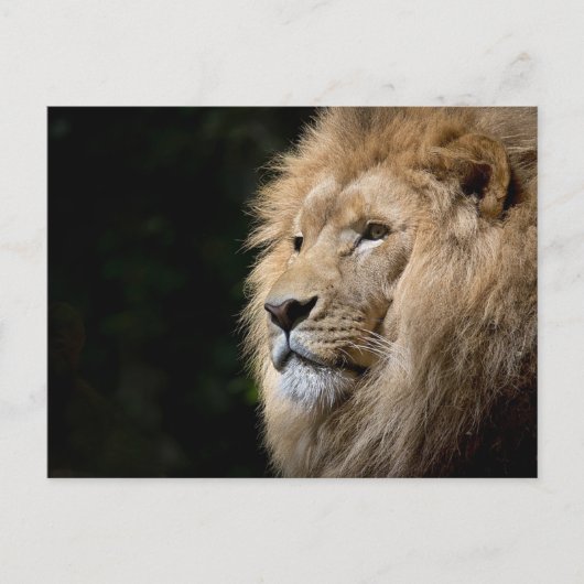 Lion Briefkaart (Voorkant)
