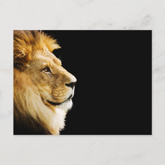 Lion Briefkaart (Voorkant)