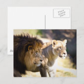 Lion Briefkaart (Voorkant / Achterkant)