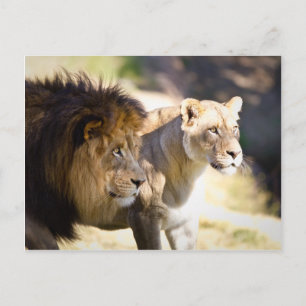 Lion Briefkaart