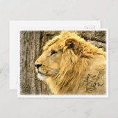 Lion Briefkaart (Voorkant / Achterkant)