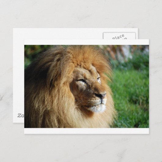 Lion Briefkaart (Voorkant / Achterkant)
