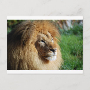 Lion Briefkaart