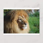 Lion Briefkaart (Voorkant)