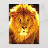 Lion Briefkaart (Voorkant)