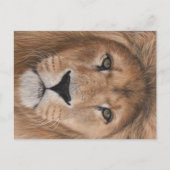 Lion Briefkaart (Voorkant)