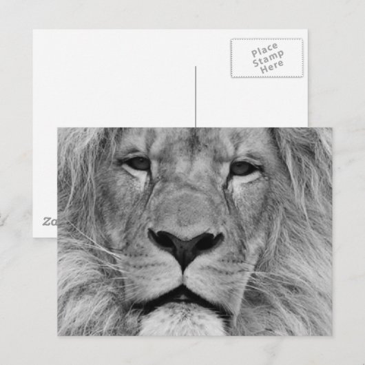 Lion Briefkaart (Voorkant / Achterkant)