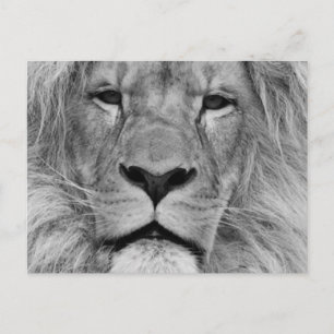 Lion Briefkaart