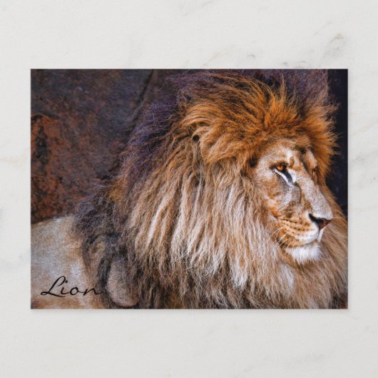 Lion [Briefkaart] ポ ト カ ー ド Briefkaart (Voorkant)