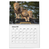 Lion Calendar Kalender (Feb 2027)
