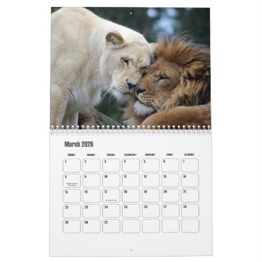 Lion Calendar Kalender (Mar 2026)