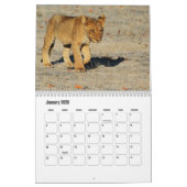 Lion Calendar Kalender (Jan 2026)