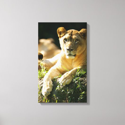 Lion Canvas Afdruk (Voorkant)