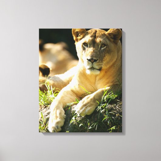 Lion Canvas Afdruk (Voorkant)