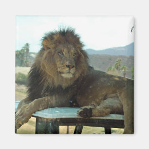 Lion Car Magnet