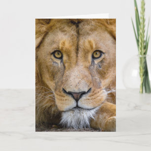 LION CARD BLANK KAART