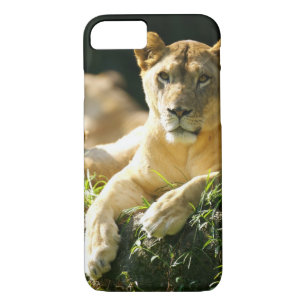 Lion iPhone 8/7 Hoesje