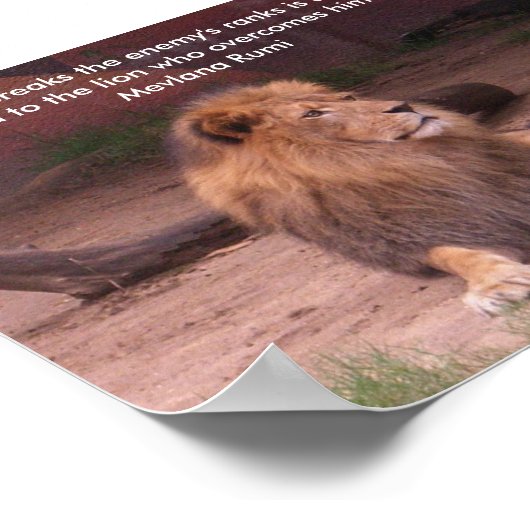 Lion - Citaat Poster (Hoek)