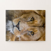 LION CLOSEUP FOTOGRAPHY JIGSAW PUZZLE LEGPUZZEL (Horizontaal)