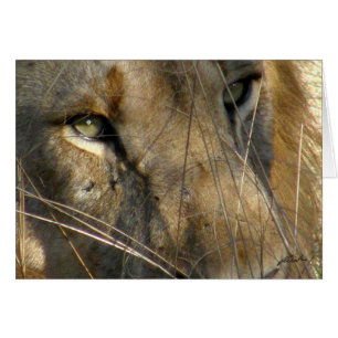 (Lion Clubs) Lion Eyes (Phinda, Zuid-Afrika)