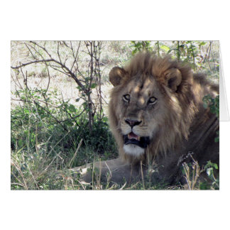 (Lion Clubs) Lion King (Serengeti, Tanzania)