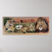 Lion Collectie Poster (Voorkant)