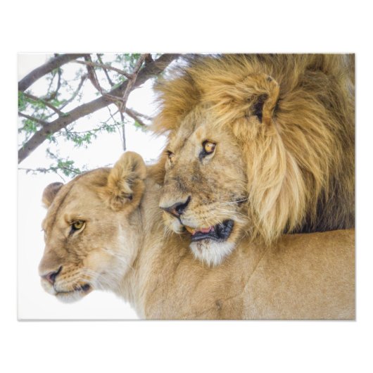 Lion Couple Photo Print Foto Afdruk (Voorkant)