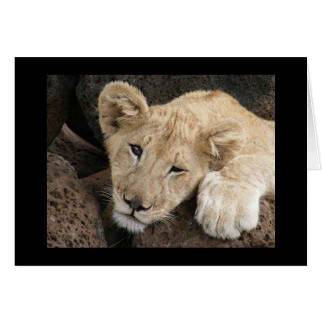Lion cub (Voorkant Horizontaal)