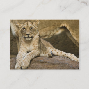 Lion Cub 2011 Pocket Calendar (UK) Visitekaartje