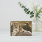 Lion Cub 2011 Pocket Calendar (UK) Visitekaartje (Staand voorkant)